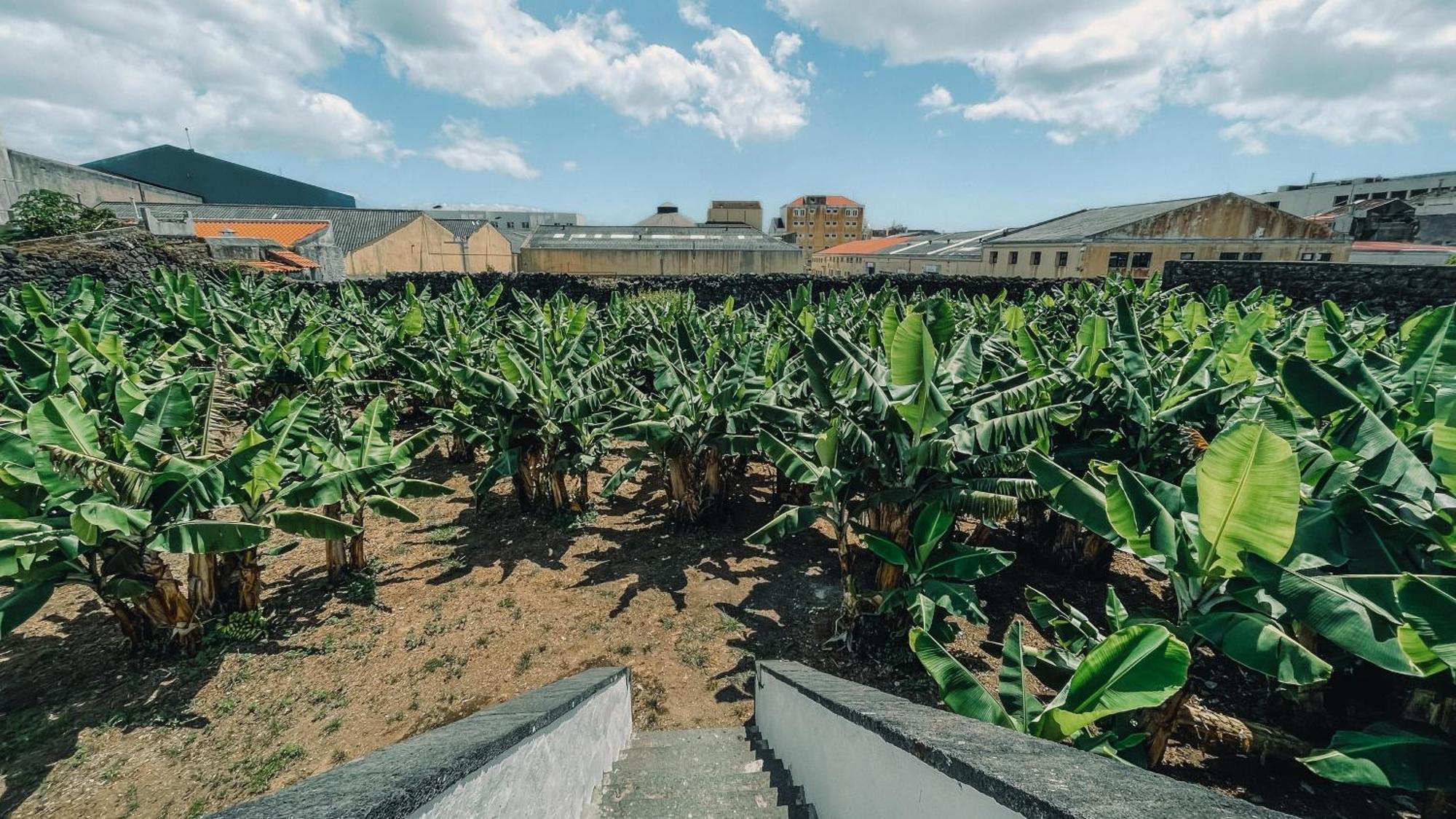 The Farm - Azores Boutique House Ponta Delgada Exterior foto